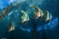   Batfish Formation  